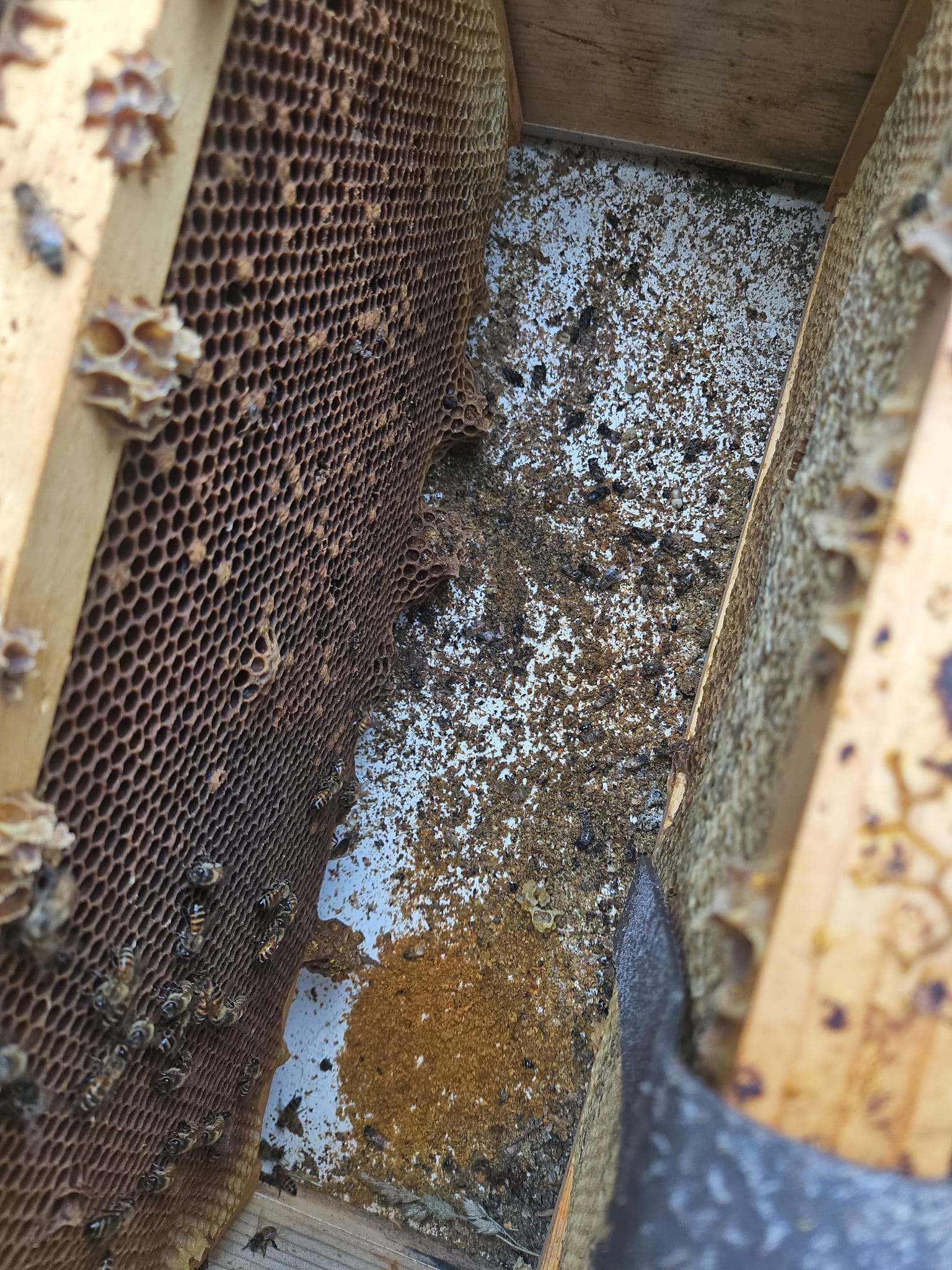Thursday, July 16, 8 pm. Bee Smart Zoom meeting brood disease topic: