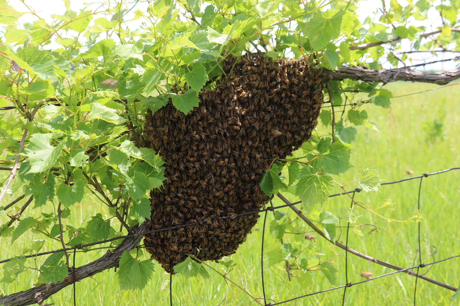 Beekeeping Class Level 3 - Image 7