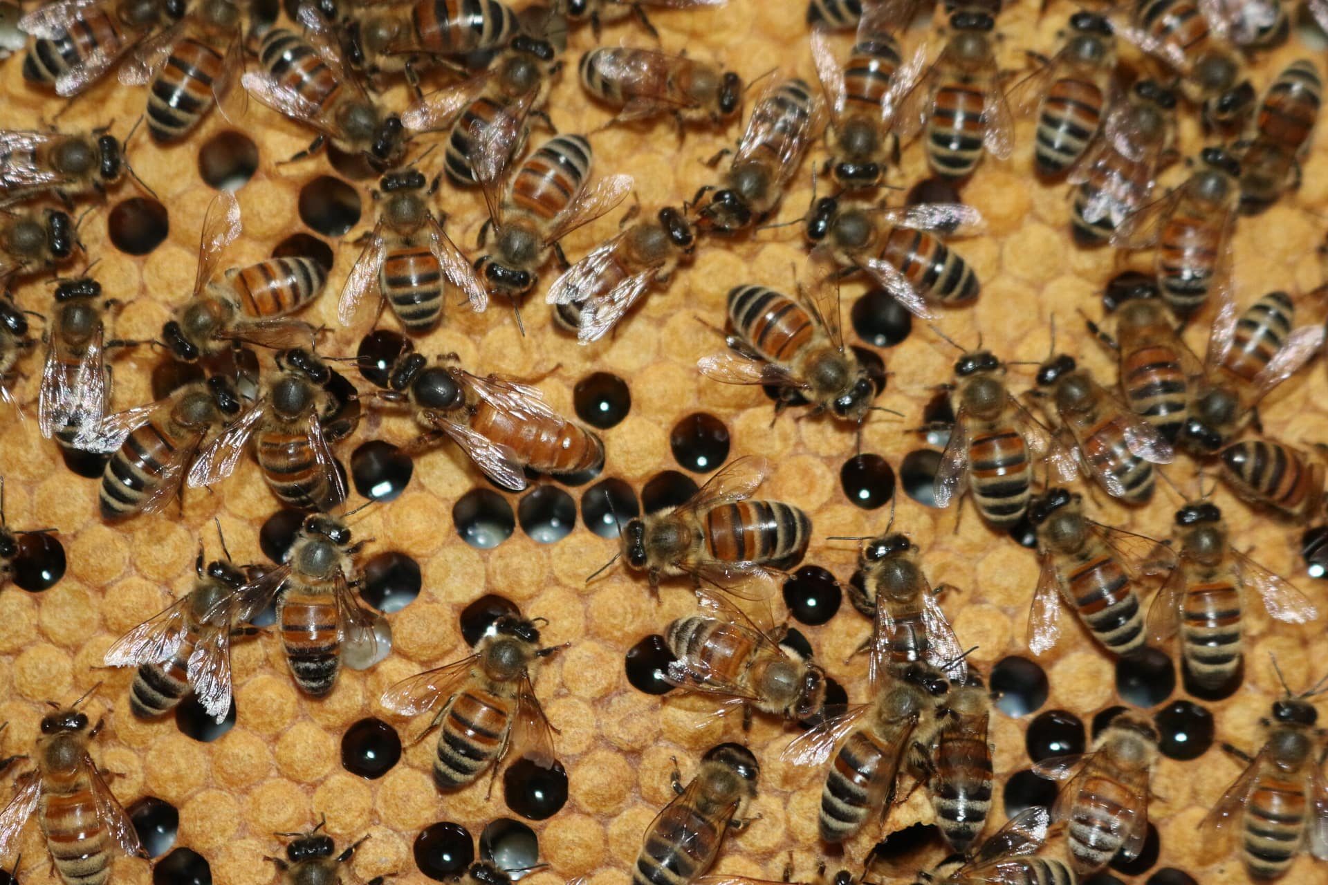 queen bee and capped brood
