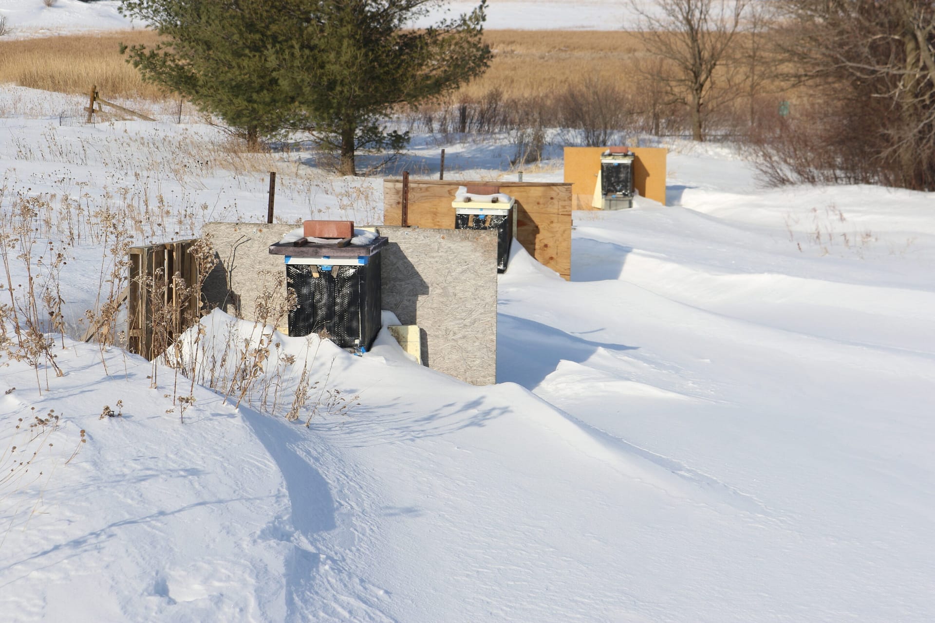 Winter honey bee colonies wrapped for winter