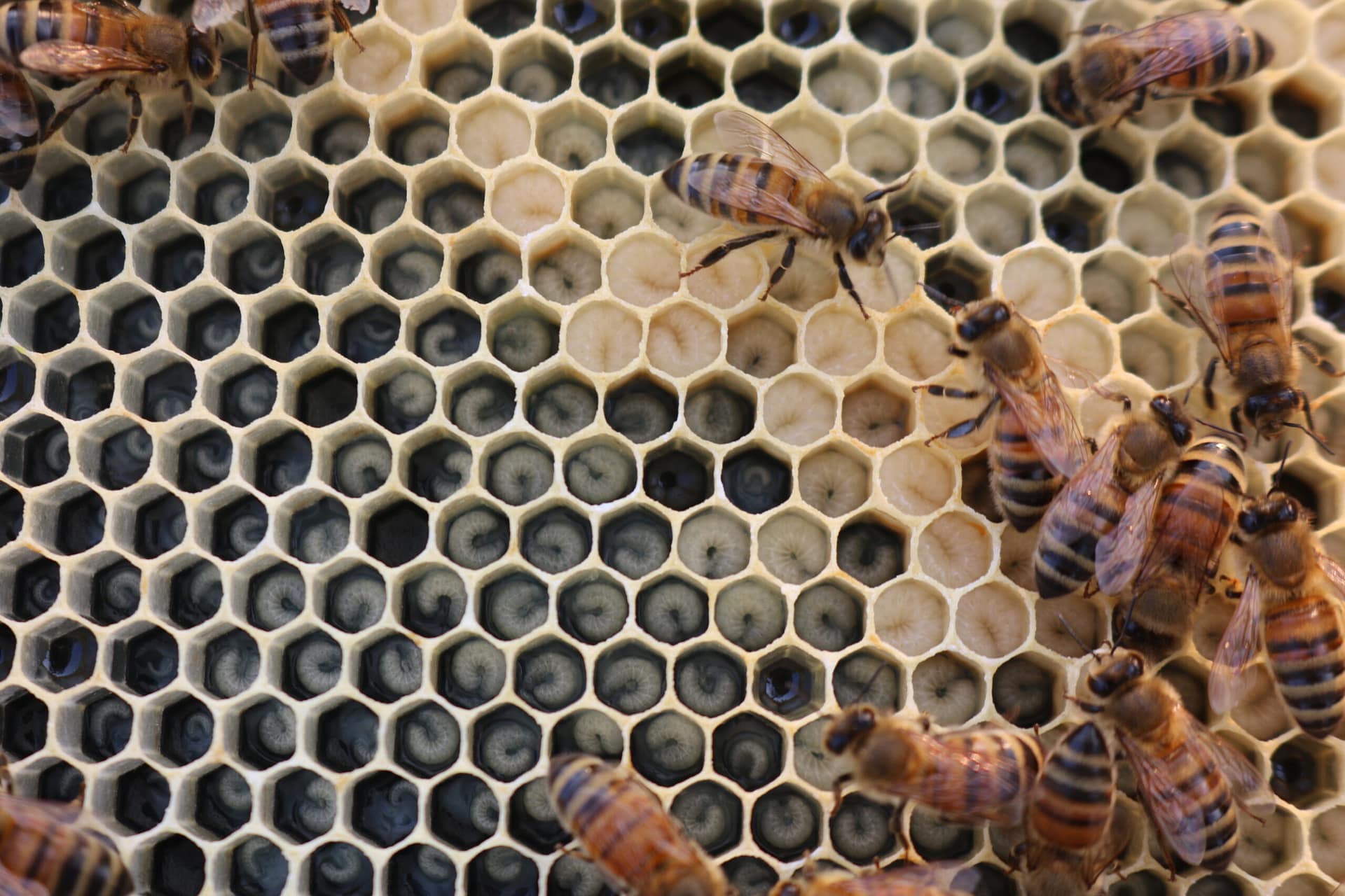 Bees, larvae, eggs